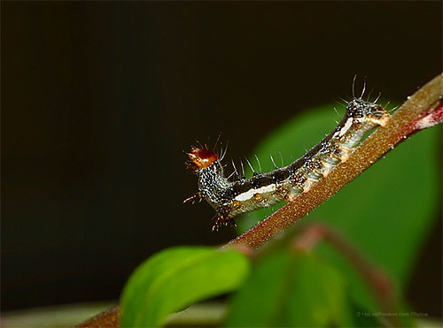 A Dancing Caterpillar Moving GIF file | by HoleePhotos