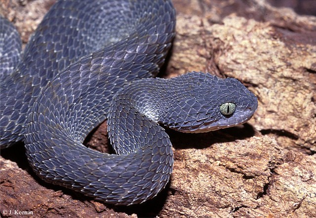 West African bush viper (Atheris chlorechis Stock Photo - Alamy