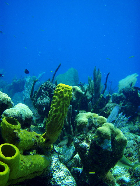 Coral Reefs at Belize 2008 Oceanic Society