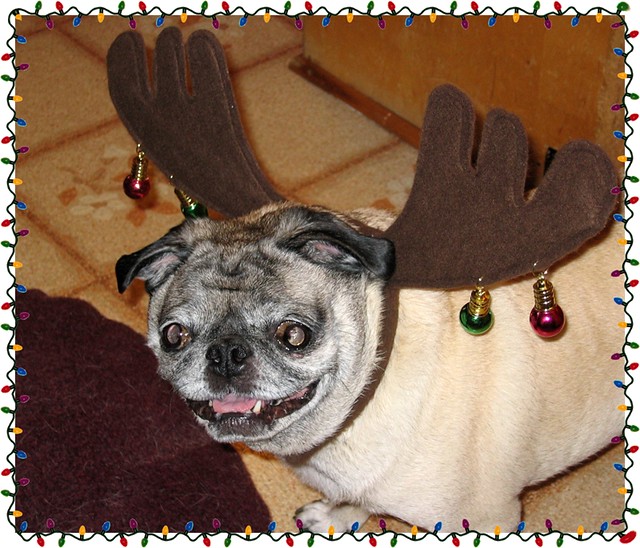 Puggy the Smush-Nosed Reindeer