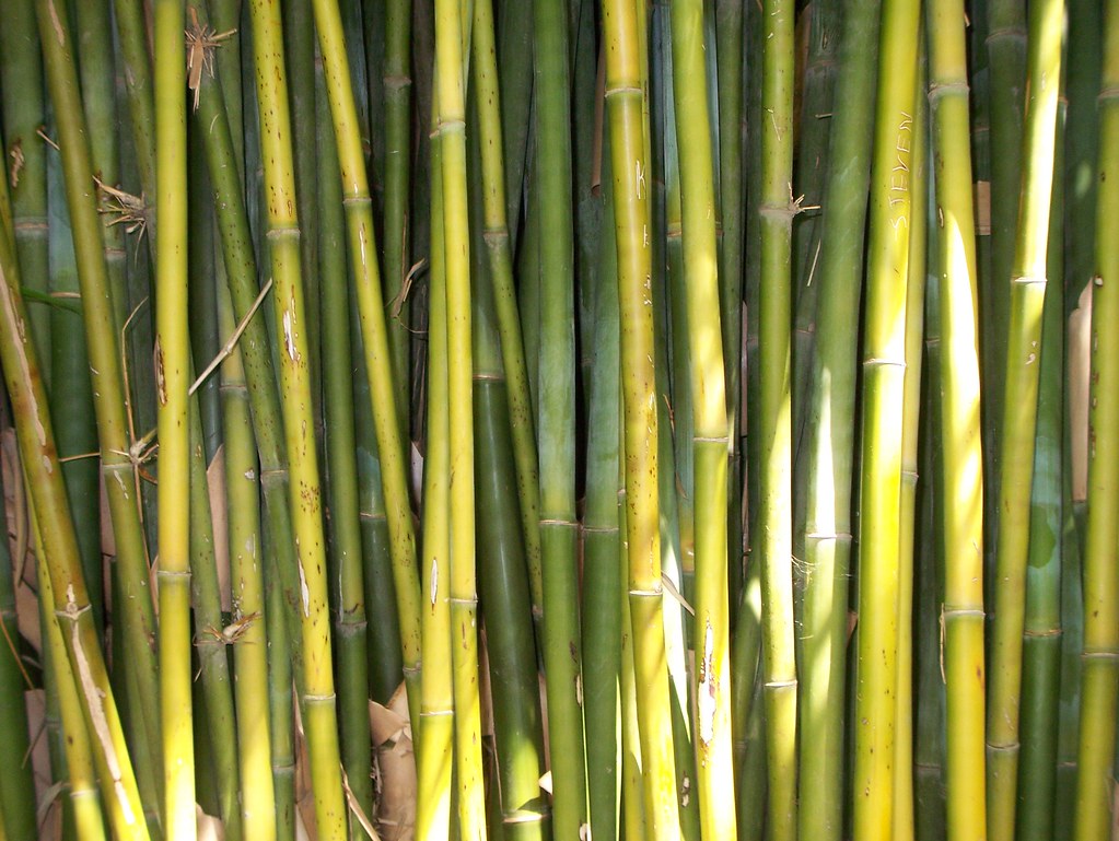Bamboo!