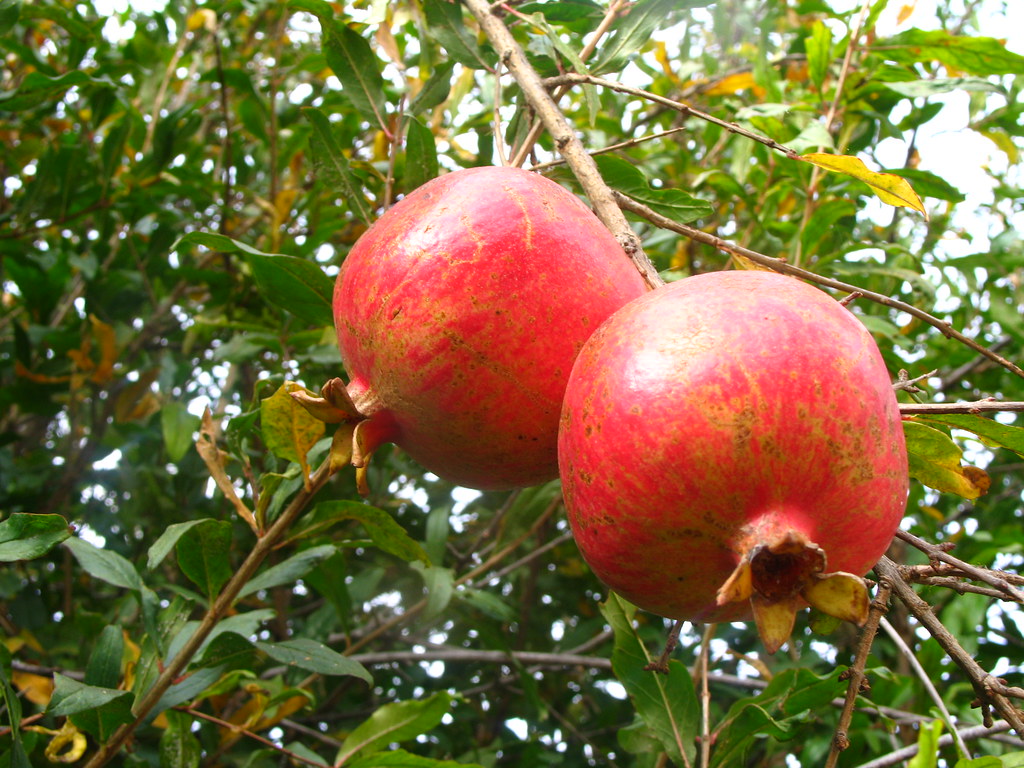 pomegranates-in-barbara-s-back-yard-one-of-the-best-parts-flickr