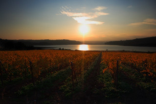 Lake, vineyards, sunset (reloaded)
