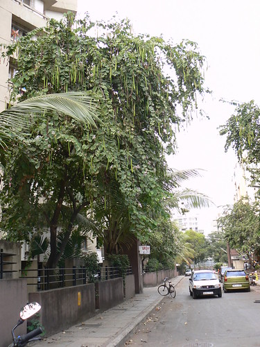Mandarai Mandarai (Tamil: மந்தாரை) | Leguminosae or Fabaceae s. l. (l… | Flickr