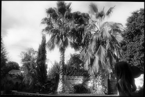 Scottsdale Palms by Juli Kearns (Idyllopus)
