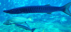 Fish, uShaka Marine World