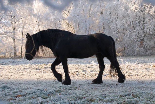 Black horse in winter landscape