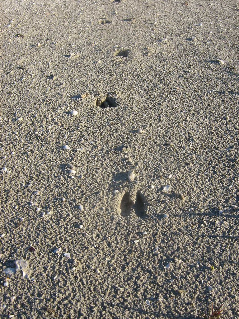 Deer tracks in the sand | Polly Hutchinson | Flickr