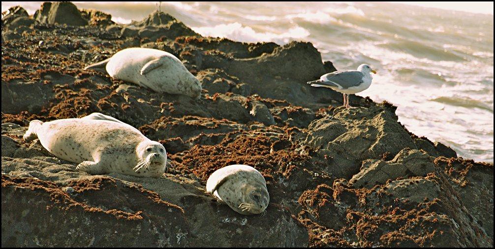California Harbor Seals. A pup-shaped pause, which is a good kind. — Bill Lim, CC BY