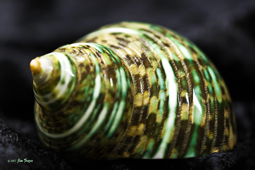 Snail shell by Jim Frazee