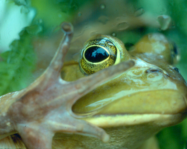 frog 1