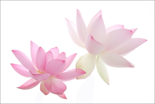 Lotus Flower IMG_3493 - زهرة اللوتس, ハスの花, 莲花, گل لوتوس, Fleur de Lotus, Lotosblume, कुंद, 연꽃 by Bahman Farzad