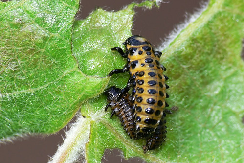 Chrysomela populi larvae | Chrysomela populi larvae. Ryton W… | Flickr