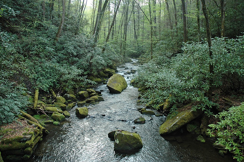 green nature forest stream naturesfinest joycekilmernationalforest