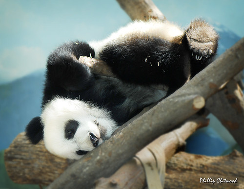 Upside Down Panda Baby by Phillip Chitwood