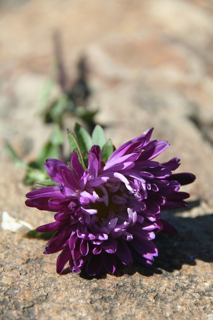ceremonial flower
