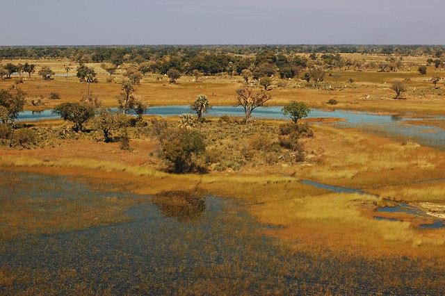 Botswana Okavango Delta D40_6801