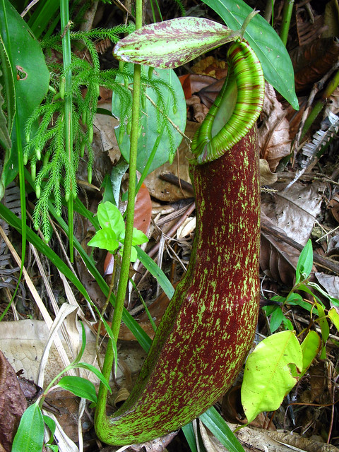 Nepenthes mirabilis, Lambir Hills National Park, Sarawak, Malaysia 1