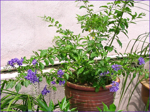 A young flowering plant of Duranta Repens 'Sweet Memories' by jay...