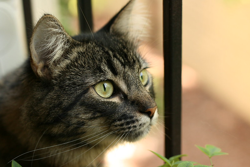 Cat head angle: reference photo 4 by asinensis