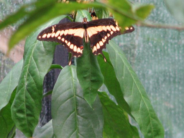 Thoaspage/Papilio Thoas