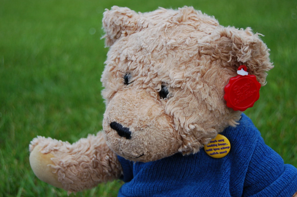 PT Bear 2 | PT* wanted to do his own photoshoot. So i have d… | Flickr