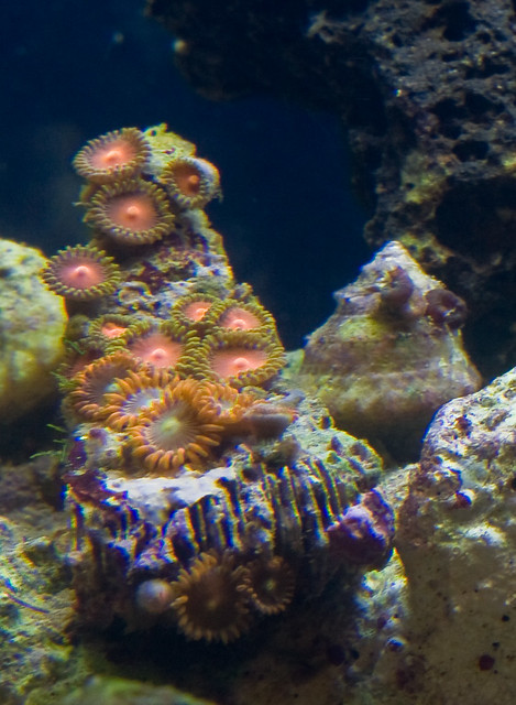 Orange zoanthid coral polyps on live rock fragment
