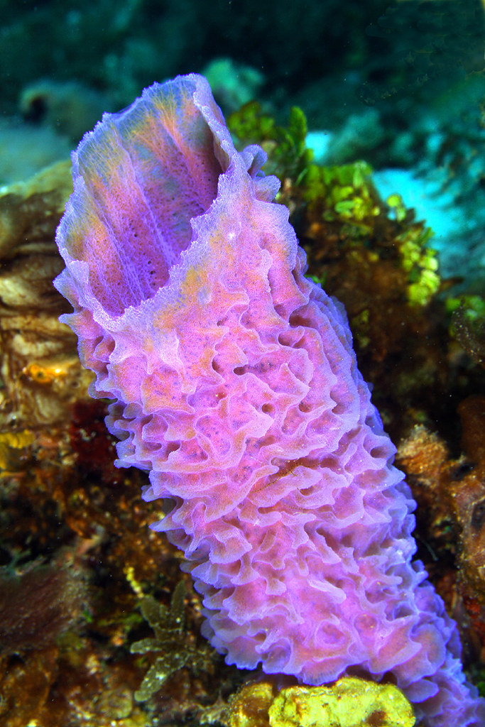azure vase sponge | callyspongia plicifera Belize 07 | Allison Finch ...