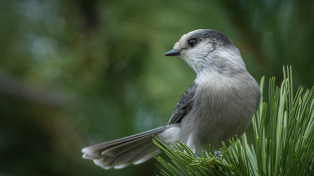 Gray jay - Perisoreus canadensis