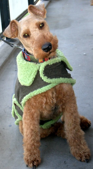 Would you buy a used car from this Welsh Terrier?