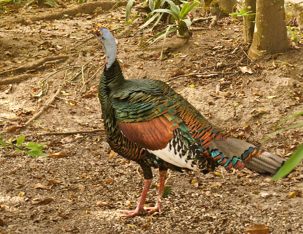 Tikal-Ocellated Turkey