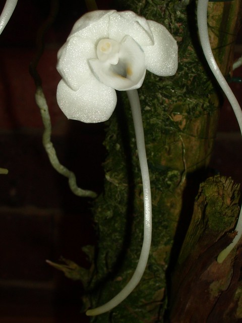Amesiella philippinensis 2006-06-12 02