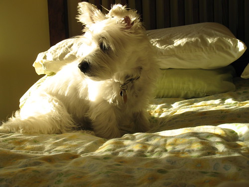 Maggie 1 | by kylee.chandler