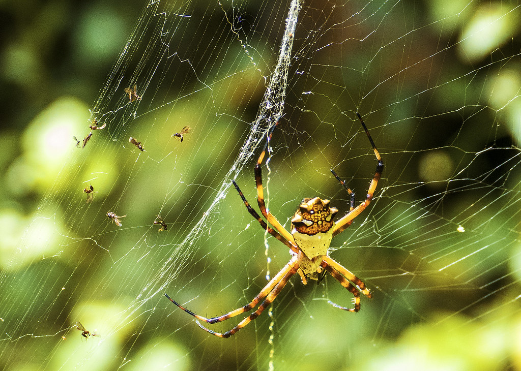 Orb Weaver Spider- Portobelo, Panama