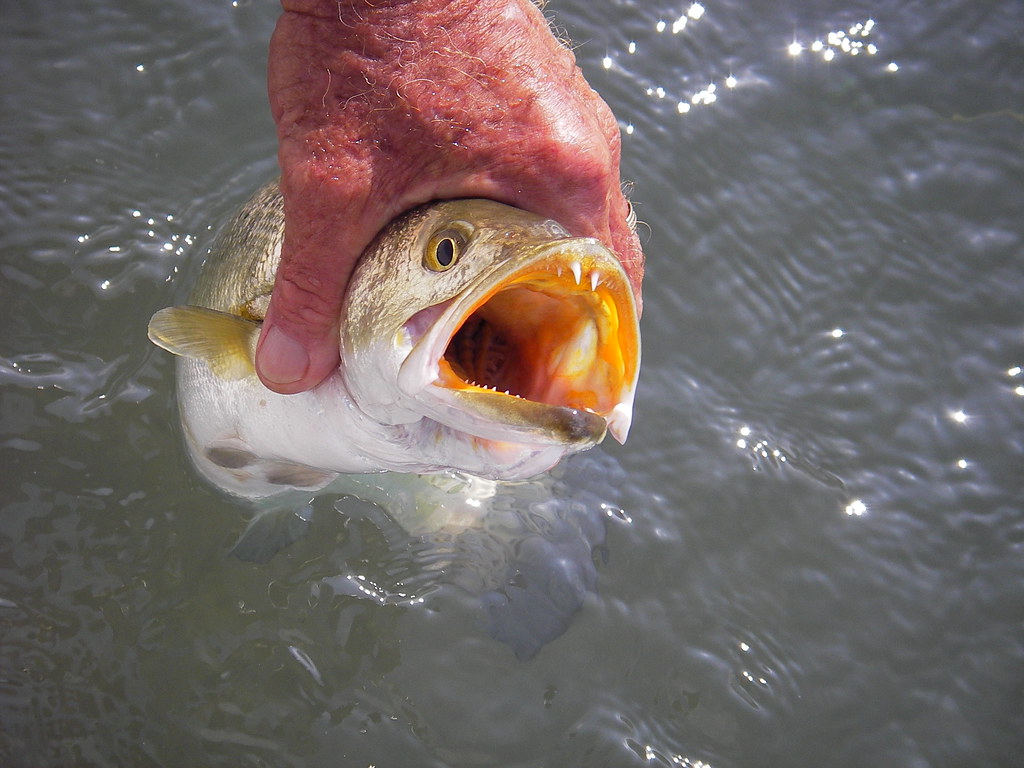 Dangerous Trout Fangs, This is a saltwater fish the spec…