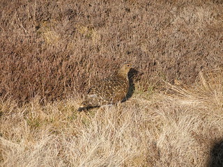 Camouflaged Grouse | by easegill