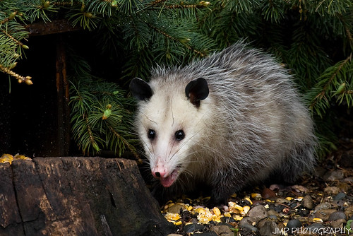 urban animal backyard opossum michigan wildlife riverview scavenger jmpphotography jamesmarvinphelps riverviewmichigan