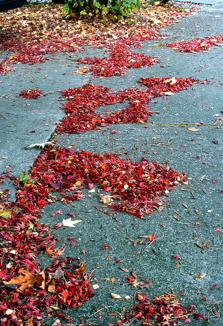 Leaves on sidewalk ...20031026_004