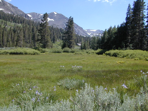 Sierra Meadow Sonora Pass
