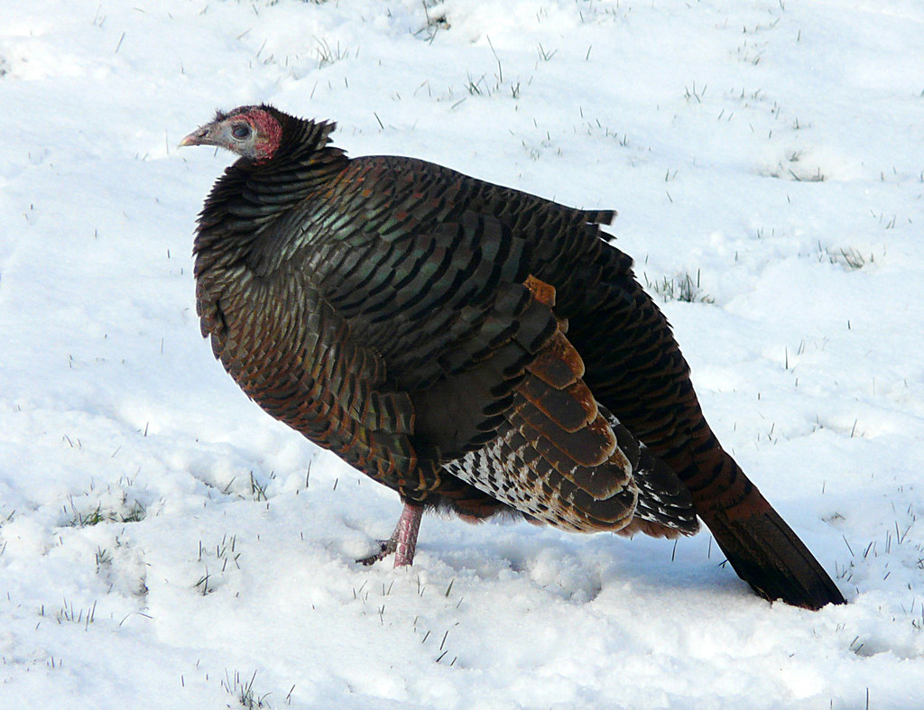 Cold Tur ~Cold Turkey~ | See Large ~~~ Explore #352, Dec 6, 2007 It's… | Flickr