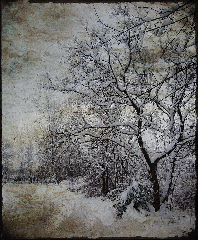 Let it snow by Stefania Maria Livraghi