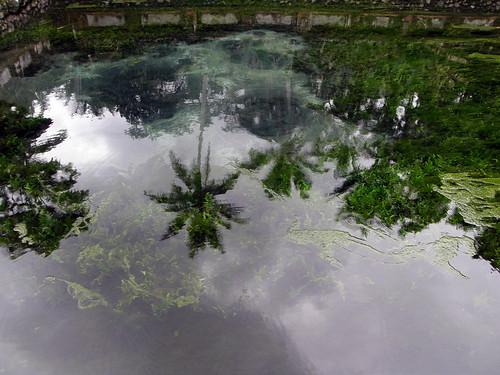 Palm trees reflecting in natural hot spring
