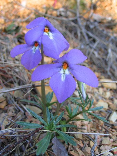 blue geotagged purple native tennessee wildflower viola violaceae birdsfootviolet violapedata monroeco geo:lat=35540608 geo:lon=84124374