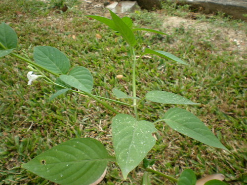 Rumput Israel | The scientific name for this plant is Asysta… | Flickr