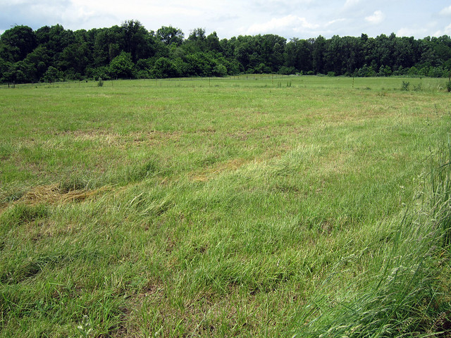 Mowed pasture