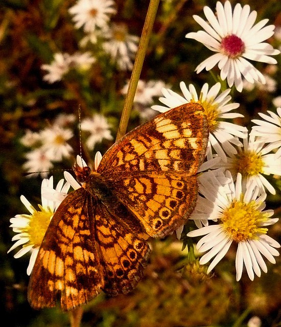 The Autumn butterfly