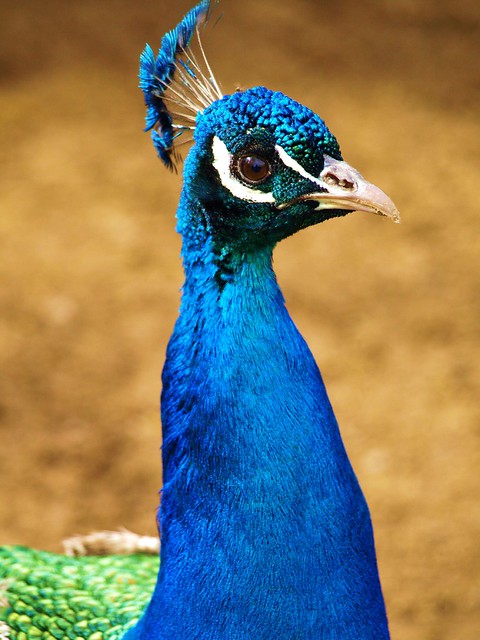 Peacock, Jülich in Germany, Brueckenkopfpark