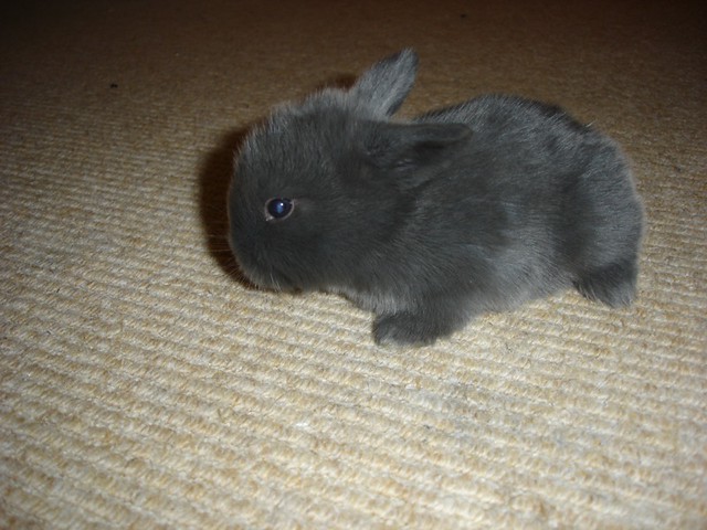Blue Mini Lop - a photo on Flickriver