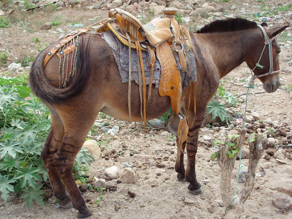 web Unirse A veces Caballo con silla de montar - horse with fancy saddle; Gra… | Flickr
