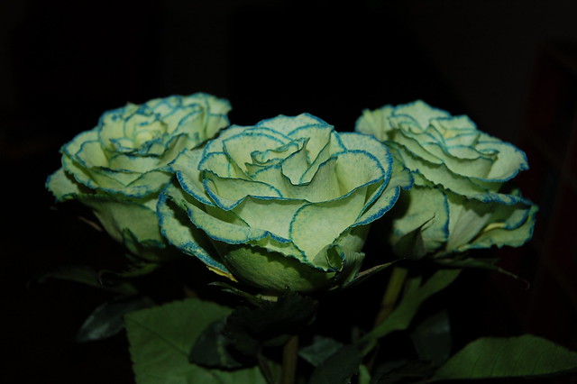 slightly blue roses